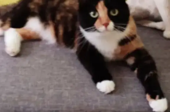 Пропала кошка, улица Гоголя, 17, Рязань - рыже-черный окрас - photo