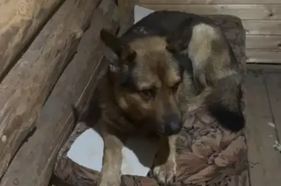 Найден собака, мужской, 2-я Тракторная улица, Казань - овчарка без ошейника - photo