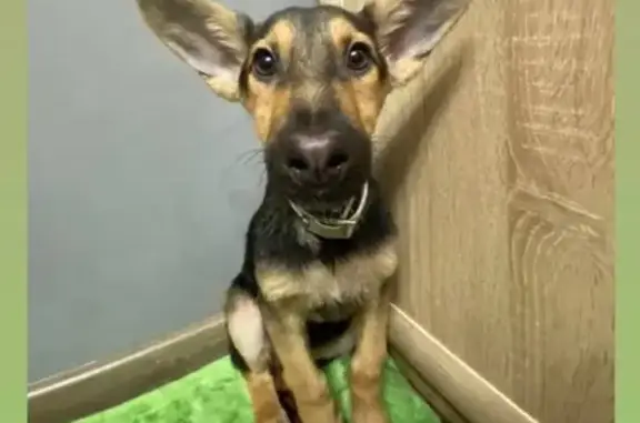 Пропал собака, Артёмовская улица, 83, Хабаровск - щенок, 4 месяца - photo