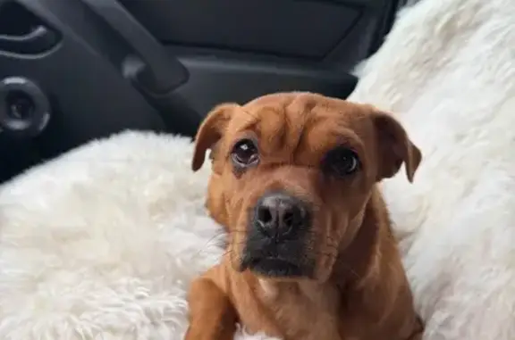 Найденные животные Краснодар, фото: Найдена собака, Восточно-Кругликовская улица, Краснодар - рыжая и спокойная