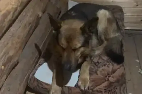 Объявления о пропавших и найденных животных, Казань, фото: Найден собака, 2-я Тракторная улица, 4А, Казань - овчарка без ошейника