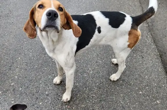 Найдена собака, Тульский, фото: Найден собака, Садовая улица, 58, Тульский - похож на русскую гончую