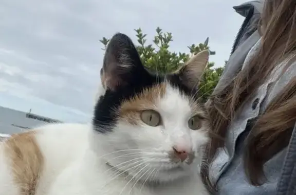 Найдена кошка, улица Просвещения, 102/2, Сочи - в оранжевом ошейнике - photo