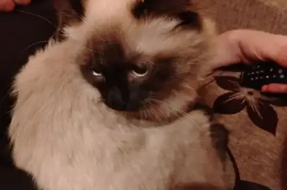 Пропал кошка, Берёзовая улица, Култаево - пушистая с коричневым пятнышком - photo