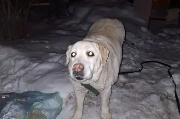 Найденные животные Якутск, фото: Найдена собака, улица Кальвица, 14/5, Якутск - золотистый лабрадор