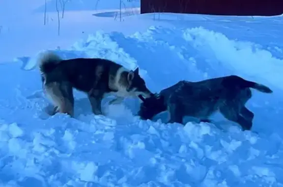 Пропала собака, Бегуницкое сельское поселение, Бегуницкое - дратхаар коричневого цвета - photo