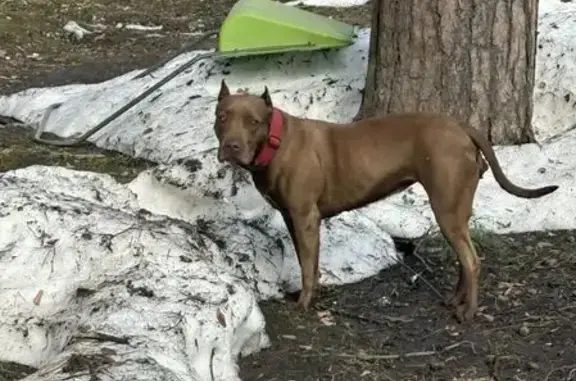 Найдена собака, Видное, фото: Найдена собака, 1-й Калиновский проезд, 22А, Видное - рыжая, у охраны