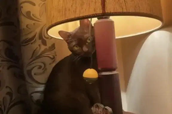 Пропала кошка, Аэропортовская улица, 7, Всеволожск - янтарные глаза - photo