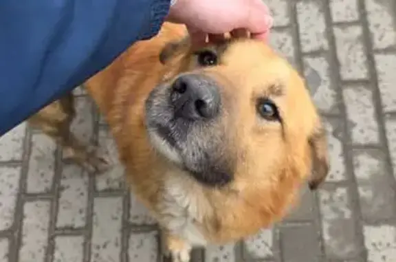 Найденные животные Воронеж, фото: Найден собака, мужской, улица 9 Января, 264А, Воронеж - дружелюбный и приручен к людям