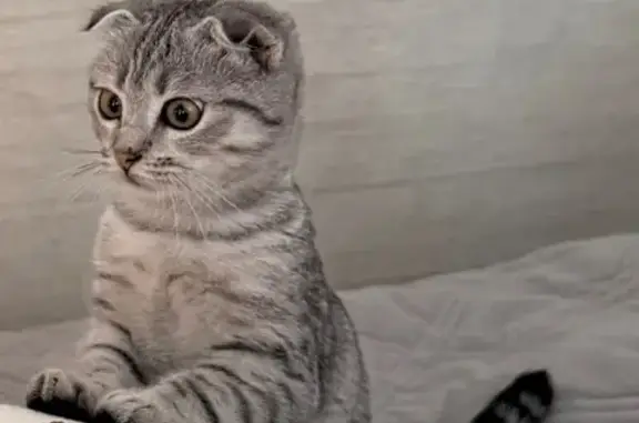 Пропала кошка, Разумное, Белгородская область - вислоухая, 4 месяца - photo