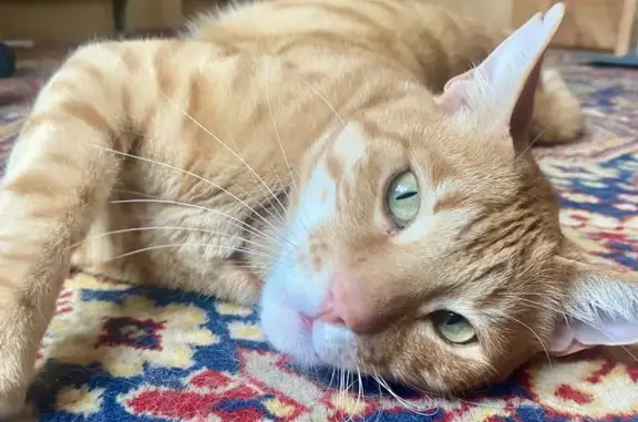 Найдена кошка, Опалиха, фото: Найдена кошка, 3, Опалиха, Опалиха - помесь с бенгалом