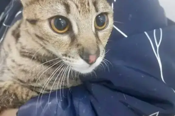 Найдена кошка, Одинцовский, фото: Найдена кошка, женский пол, леопардовый окрас, Одинцовский