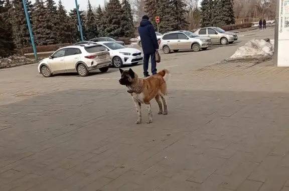 Найденные животные Ульяновск, фото: Найдена собака в ошейнике, Железнодорожный вокзал Ульяновск-Центральный, Ульяновск