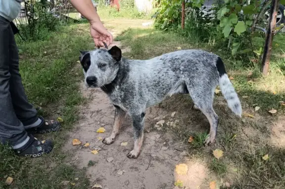 Пропал собака, Луцинское шоссе, Звенигород - австралийский хилер, окрас голубой - photo