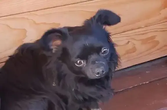 Найдена собака, Тверь, фото: Найдена собака, деревня Яковлево, Тверь - чёрная длинношерстная чихуахуа