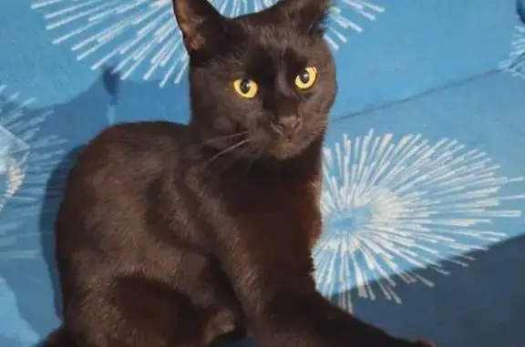 Пропал кот, Южная улица, 8, Российский - белые волоски на шее и животе - photo