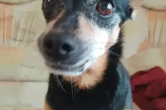 Пропала собака, женская, улица Красных Мадьяр, 78, Иркутск - кличка Мэйси, старенькая и пугливая - photo