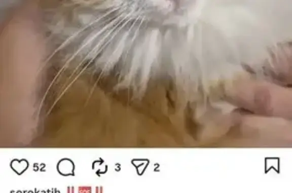 Пропал кот, Тихорецк - photo