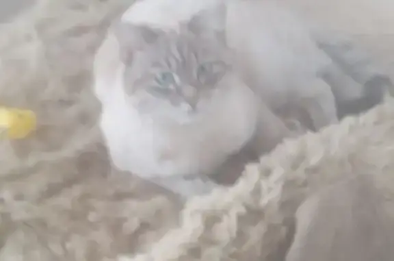 Пропал тайский кот, Черёмуховая улица, 11, Челябинск - photo