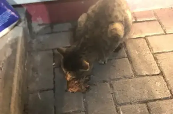 Найденные животные Чебоксары, фото: Найдена кошка, проспект Ленина, 30, Чебоксары - сиамская порода