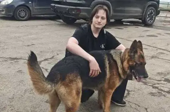 Найдена собака, Балашиха, фото: Найден собака, 15/1, Балашиха - немец с ошейником хаки