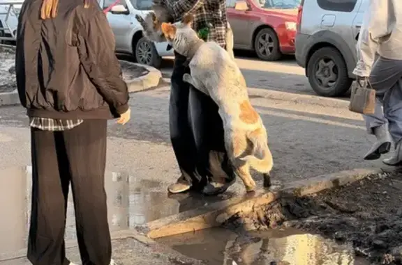 Найденные животные Самара, фото: Найден пес, улица Дыбенко, 30, Самара - крупный с порванным ошейником