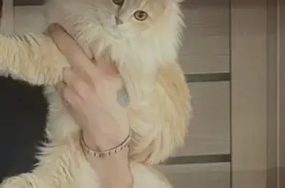 Пропала кошка, улица Сергея Лазо, 27, Томск - бежевый окрас, пушистая - photo
