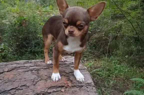 Пропал собака, улица Крупской, Дмитриадовка - чихуахуа, шоколадный окрас - photo