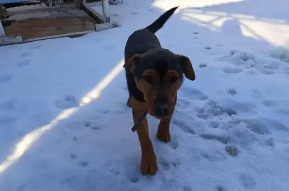 Пропала собака, улица Набережная реки Царев, Астрахань - photo