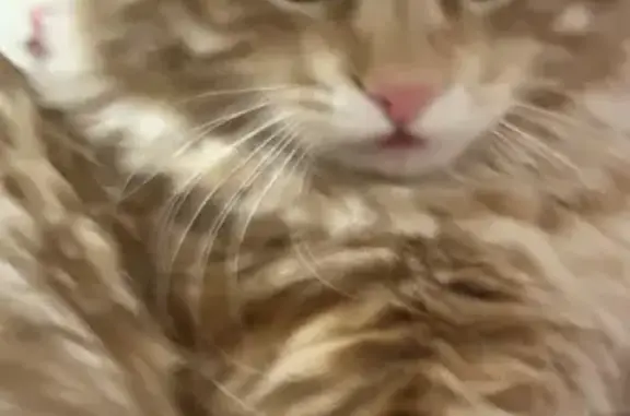 Пропал кот, Коммунистическая улица, 49, Ейск - рыжий, откликается на «Симба» - photo