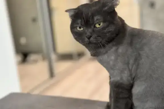 Пропала кошка, Садовая улица, 9, Осиново - серая британка, побритая - photo