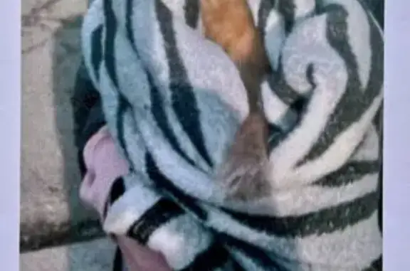 Найдена собака, Красноярск, фото: Найден собака, улица Дубровинского, 45А, Красноярск - похож на русского той-терьера