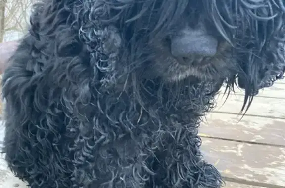 Найденные животные Завьялово, фото: Найдена собака, Гольянская улица, 63, Завьялово - синий ошейник