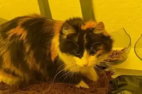 Найденные животные Тамбов, фото: Найдена кошка, Мичуринская улица, 112А, городской округ Тамбов - трехцветная с белым ошейником