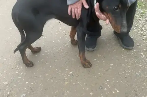 Найденные животные Краснодар, фото: Найдена собака, девочка добермана, Ростовское шоссе, Краснодар