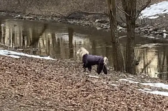 Найдена собака, Москва, фото: Найден собака в винном комбинезоне, 3-й Лихачёвский переулок, Москва