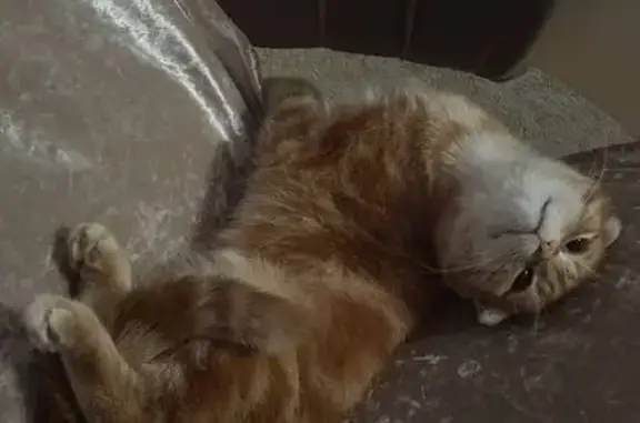 Пропал кот, улица Брюллова, 9А, Волгоград - рыжий шотландский с желтыми глазами - photo