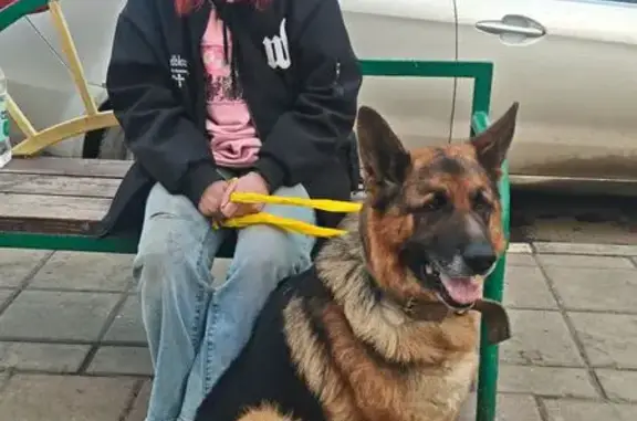 Найдена собака, Балашиха, фото: Найден собака, 15, Балашиха - немецкая овчарка, знает команды