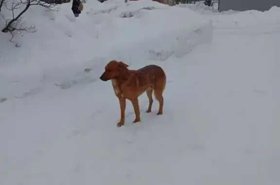 Собаки потеряшки, Ганусово, фото: Потеряшка собака, 64, Ганусово - рыжий, дикий
