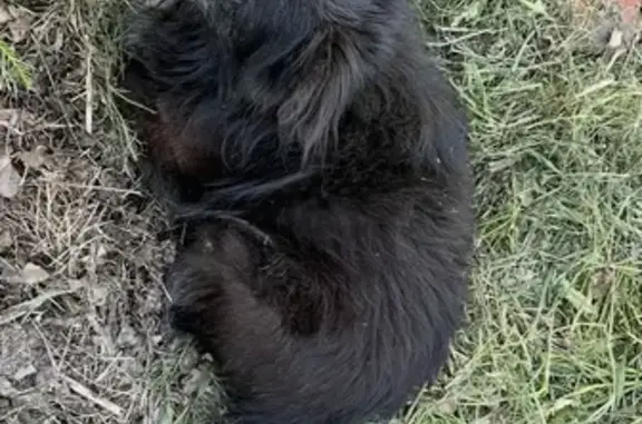 Пропала собака, Пушкинская улица, 29А, Кирсанов - старенький, не слышит и плохо видит - photo