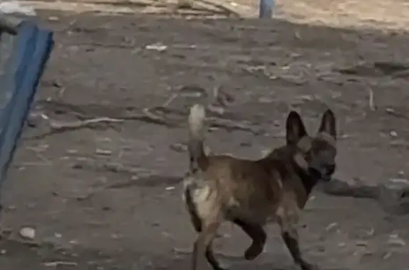 Найденные животные Абакан, фото: Найден собака, проспект Дружбы Народов, 7, Абакан - мальчик, бегает несколько дней