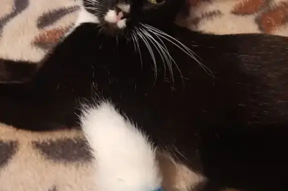 Пропала кошка, бульвар Красных Зорь, 1, Санкт-Петербург - черная с белой грудкой и белым носиком - photo