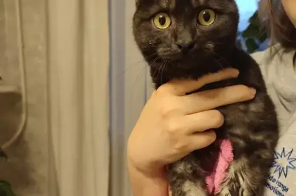 Объявления о пропавших и найденных животных, Екатеринбург, фото: Найден кот, улица Металлургов, Екатеринбург - черный с белым подшерстком