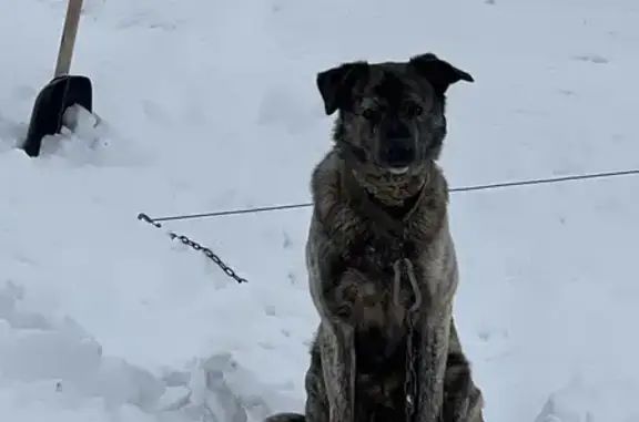 Собаки потеряшки, Яблонево, фото: Потеряшка собака, Яблонево, Московская область