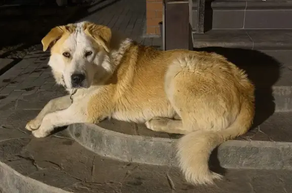 Найдена собака, Островцы, фото: Найден собака, Островцы, Московская область - кобель с ошейником и трекером