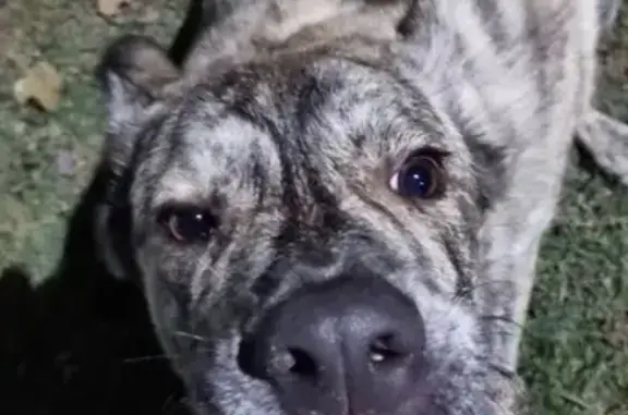 Собаки потеряшки, Яблонево, фото: Потеряшка собака, Яблонево, Московская область - молодой кобель с ошейником