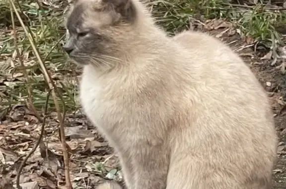 Найденные животные Москва, фото: Найдена кошка, Мартеновская улица, 19, Москва - палевый окрас, голубые глаза