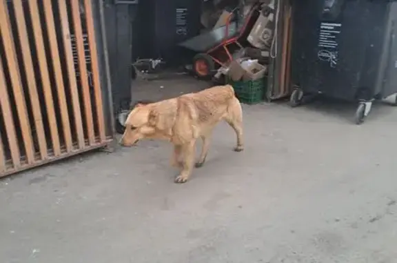 Найдена собака, Вертолётная улица, Люберцы - бежевая, уши и хвост купированы - photo