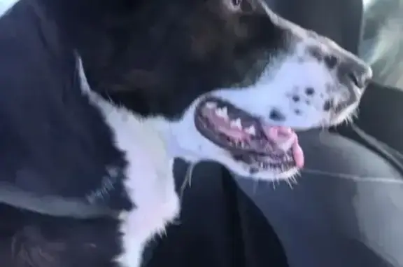 Найдена собака, Садовый, фото: Найдена собака, Совхозная улица, 7, Садовый - черно-белая пятнистая девочка