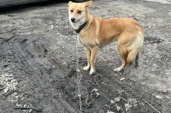 Объявления о пропавших и найденных животных, Нижний Новгород, фото: Найдена собака, улица Красных Зорь, 25, Нижний Новгород - рыжая, маленькая, пугливая